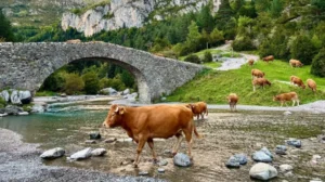 vacas valle de broto