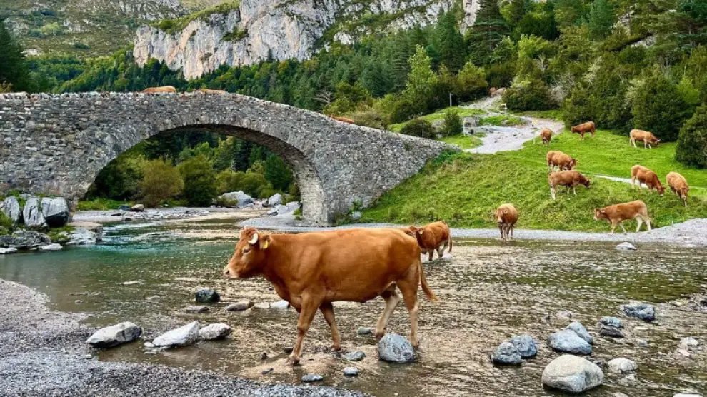 vacas valle de broto